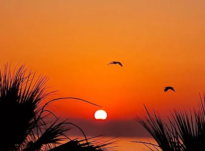 Ithaki Phinikoudes No. 202 *